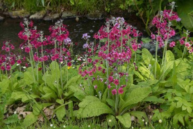 Meelprimula Primula pulverulenta 5-10 pot P9 Primula pulverulenta