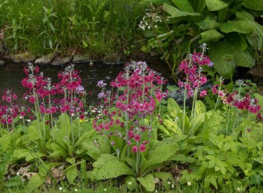 Primula pulverulenta