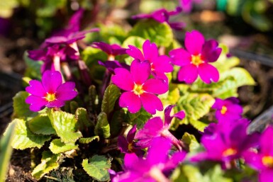 Sleutelbloem Primula pruhoniciana 'Wanda' 5-10 pot P9 Primula pruhoniciana 'Wanda'