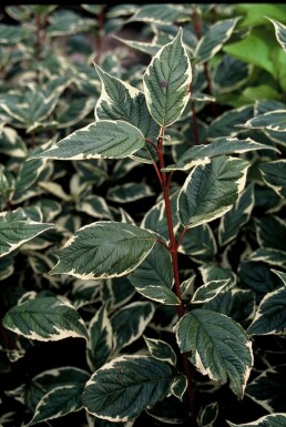 Bonte kornoelje Cornus alba 'Sibirica Variegata' Pot Cornus alba 'Sibirica Variegata' struik