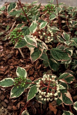 Bonte kornoelje Cornus alba 'Sibirica Variegata' Pot Cornus alba 'Sibirica Variegata' struik