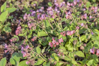Longkruid Pulmonaria officinalis 5-10 pot P9 Pulmonaria officinalis