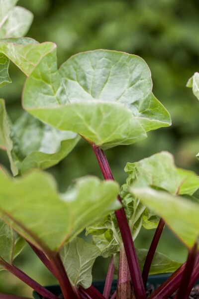 Rheum rhabarbarum