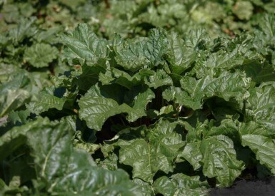 Rheum rhabarbarum