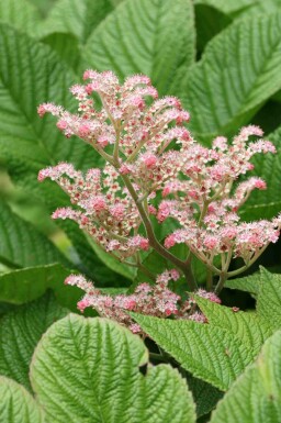 Schout-bij-nacht Rodgersia henrici 5-10 pot P9 Rodgersia henrici