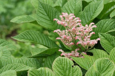 Schout-bij-nacht Rodgersia henrici 5-10 pot P9 Rodgersia henrici