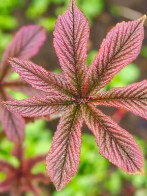 Schout-bij-nacht Rodgersia pinnata 'Chocolate Wings' 5-10 pot P9 Rodgersia pinnata 'Chocolate Wings'