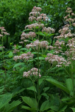 Schout-bij-nacht Rodgersia pinnata 'Superba' 5-10 pot P9 Rodgersia pinnata 'Superba'