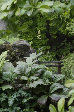 Rodgersia podophylla