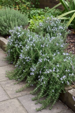 Rozemarijn Rosmarinus officinalis 'Capri' 5-10 pot P9 Rosmarinus officinalis 'Capri'