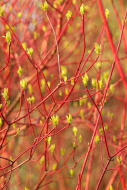 Witte kornoelje Cornus alba 'Sibirica' Pot Cornus alba 'Sibirica' struik