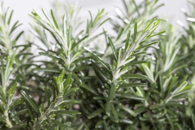 Rozemarijn Rosmarinus officinalis 'Prostratus' 5-10 pot P9 Rosmarinus officinalis 'Prostratus'