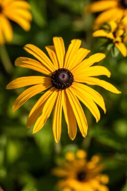 Zonnehoed Rudbeckia fulgida var deamii 5-10 pot P9 Rudbeckia fulgida var deamii