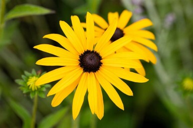 Rudbeckia fulgida var deamii