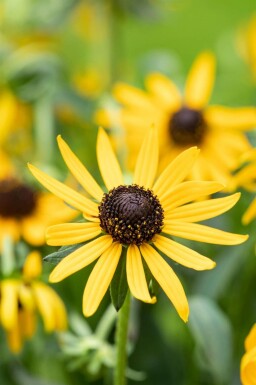 Rudbeckia fulgida 'Little Goldstar'