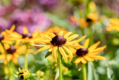 Zonnehoed Rudbeckia fulgida 'Little Goldstar' 5-10 pot P9 Rudbeckia fulgida 'Little Goldstar'