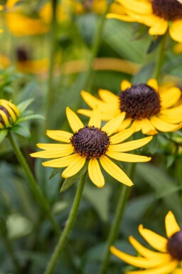 Rudbeckia fulgida 'Little Goldstar'