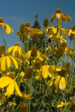 Zonnehoed Rudbeckia nitida 'Herbstsonne' 5-10 pot P9 Rudbeckia nitida 'Herbstsonne'