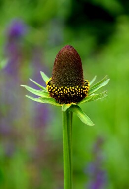 Zonnehoed Rudbeckia occidentalis 'Green Wizard' 5-10 pot P9 Rudbeckia occidentalis 'Green Wizard'