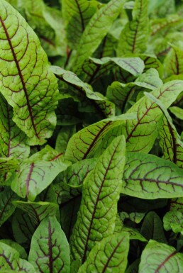 Rumex sanguineus