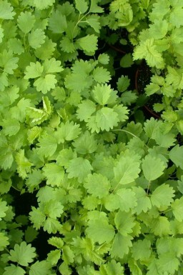 Sanguisorba minor