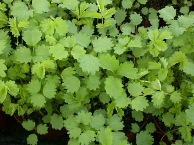 Sanguisorba minor