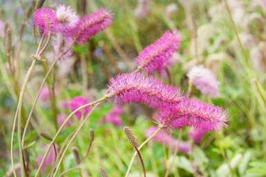 Sanguisorba obtusa
