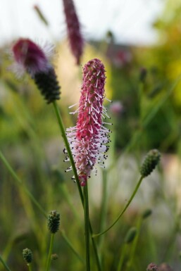 Sanguisorba officinalis 'Pink Tanna'
