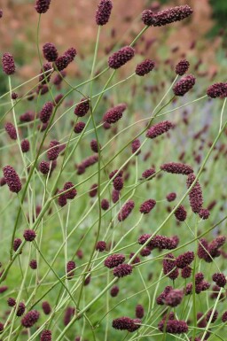 Sanguisorba officinalis 'Red Thunder'