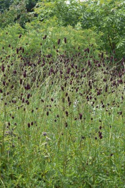 Sanguisorba officinalis 'Red Thunder'