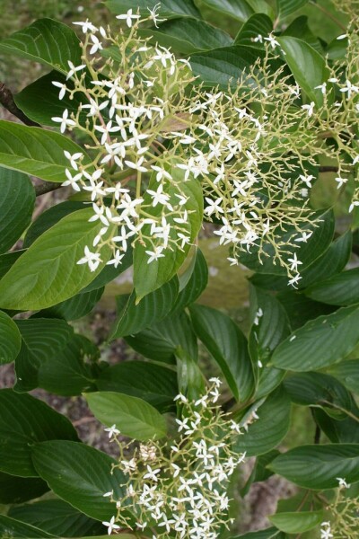 Cornus controversa C5 30-40