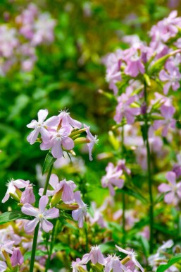 Zeepkruid Saponaria officinalis 5-10 pot P9 Saponaria officinalis