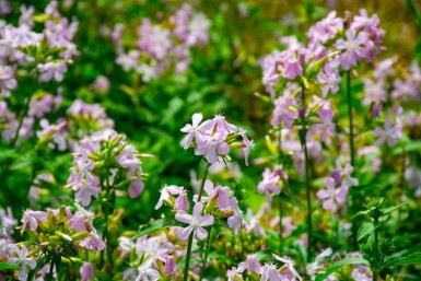 Zeepkruid Saponaria officinalis 5-10 pot P9 Saponaria officinalis