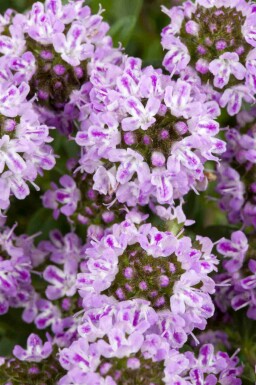 Bergbonenkruid Satureja montana 5-10 pot P9 Satureja montana