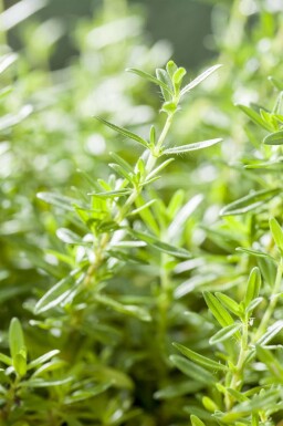 Bergbonenkruid Satureja montana 5-10 pot P9 Satureja montana