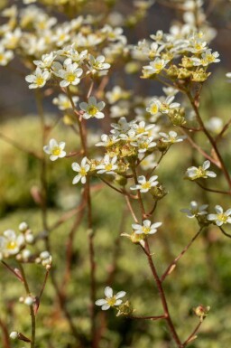 Steenbreek Saxifraga paniculata 5-10 pot P9 Saxifraga paniculata