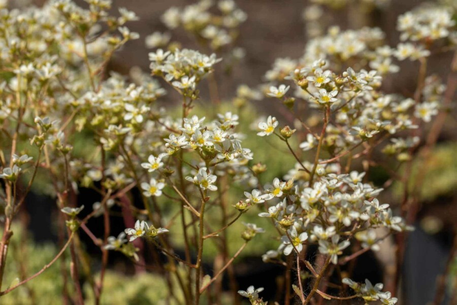 Steenbreek Saxifraga paniculata 5-10 pot P9 Saxifraga paniculata