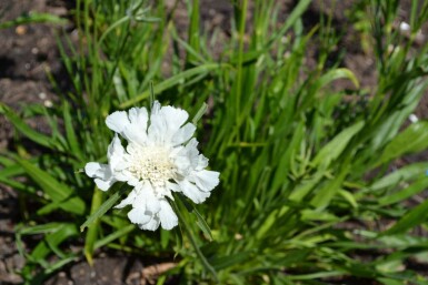 Duifkruid Scabiosa caucasica 'Alba' 5-10 pot P9 Scabiosa caucasica 'Alba'
