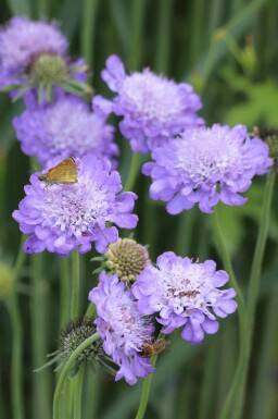 Scabiosa columbaria 'Butterfly Blue'