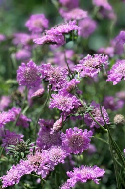 Scabiosa columbaria 'Pink Mist'