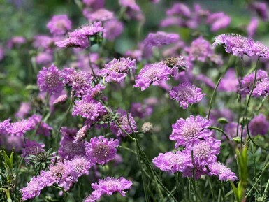 Scabiosa columbaria 'Pink Mist'