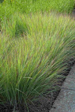 Klein prairiegras Schizachyrium scoparium 'Standing Ovation' 5-10 pot P9 Schizachyrium scoparium 'Standing Ovation'