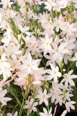 Herfstlelie Schizostylis coccinea 'Alba' 5-10 pot P9 Schizostylis coccinea 'Alba'