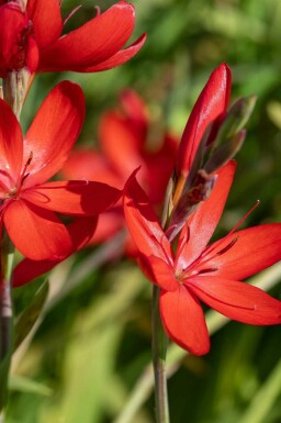 Herfstrode Schizostylis coccinea 'Major' 5-10 pot P9 Schizostylis coccinea 'Major'