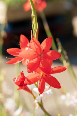 Herfstrode Schizostylis coccinea 'Major' 5-10 pot P9 Schizostylis coccinea 'Major'
