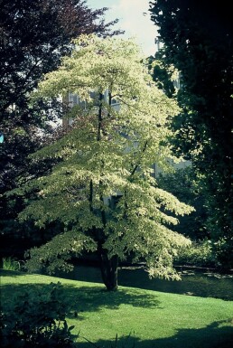 Reuzenkornoelje Cornus controversa 'Variegata' Pot Cornus controversa 'Variegata' struik