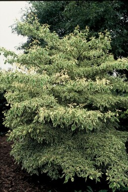 Reuzenkornoelje Cornus controversa 'Variegata' Pot Cornus controversa 'Variegata' struik