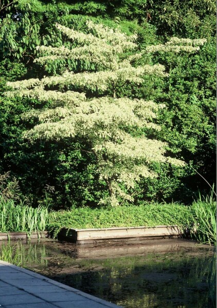 Reuzenkornoelje Cornus controversa 'Variegata' Pot