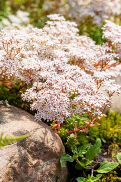 Muurpeper Sedum album 5-10 pot P9 Sedum album