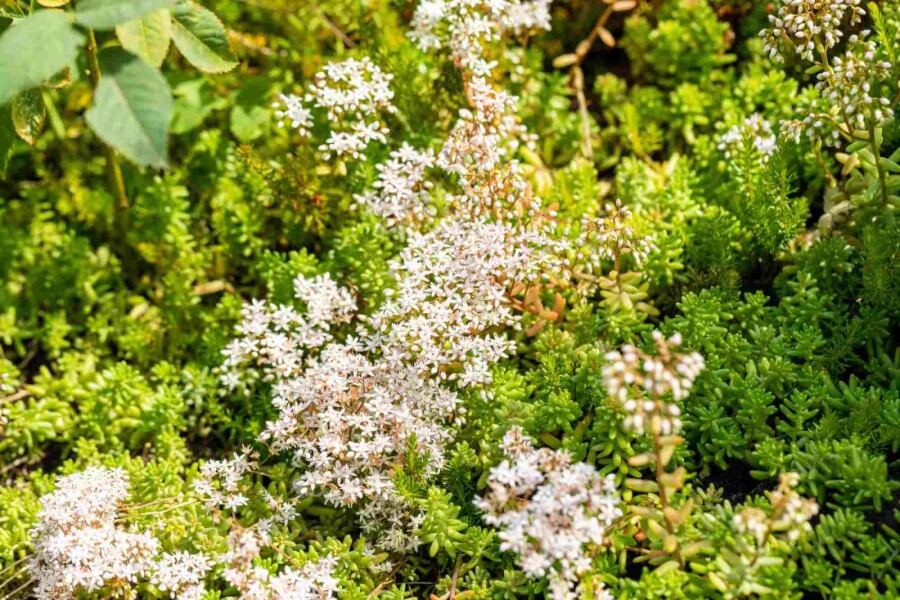 Muurpeper Sedum album 5-10 pot P9 Sedum album